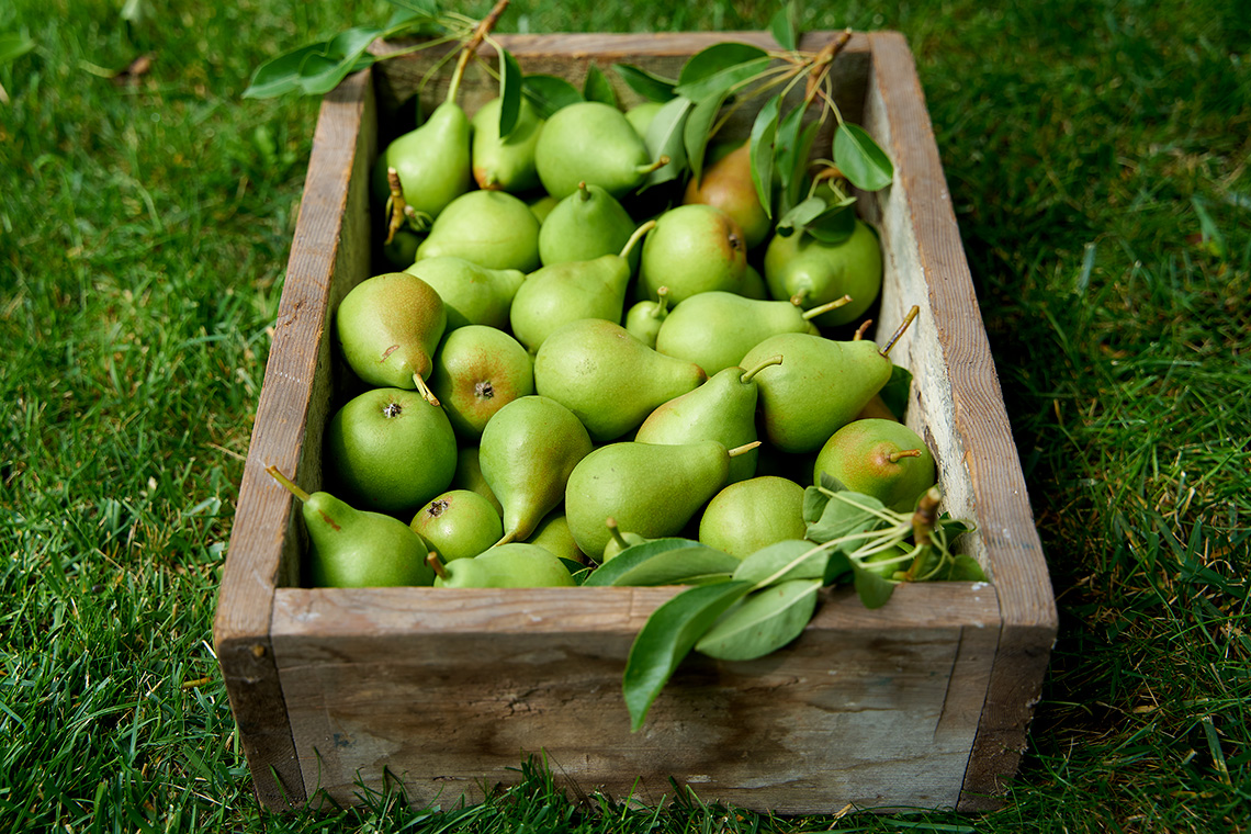 Food Photography of Box of Freshly Harvested Pears.