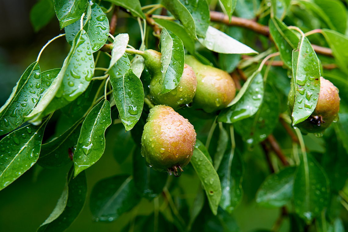 Pear tree in summer Milwaukee, Wisconsin.