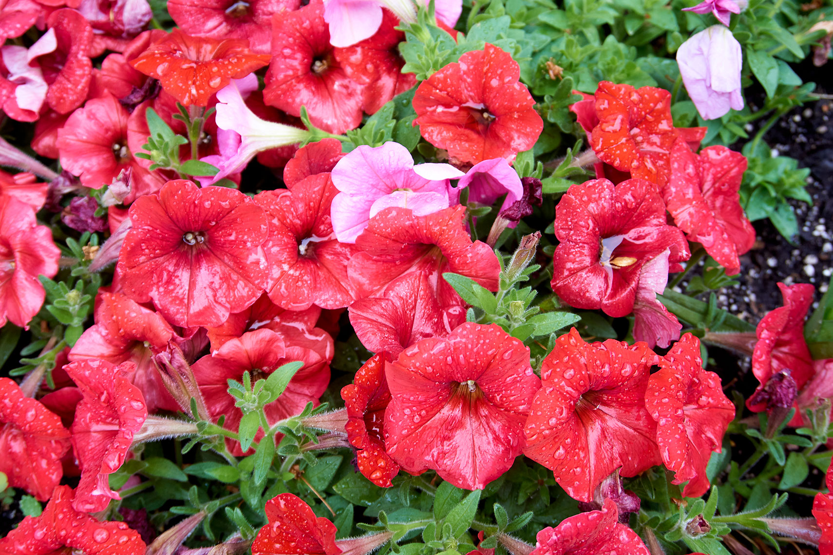 Still Life Photography Red Petunias